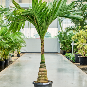 Areca catechu dwarf (180-200)