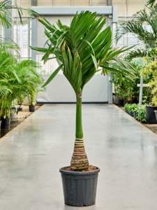 Areca catechu dwarf (150-170)