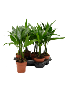 Areca catechu 6/tray