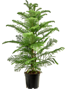 Araucaria heterophylla (90-110)