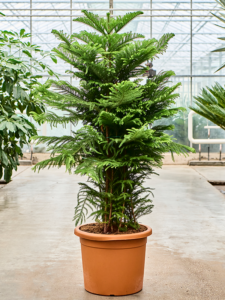 Araucaria heterophylla 'Hawaii'