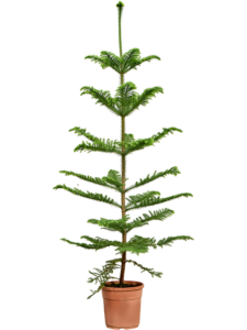 Araucaria heterophylla (160-180)