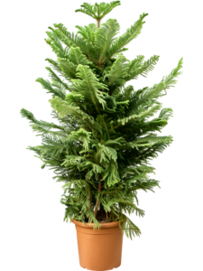 Araucaria heterophylla