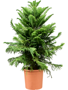 Araucaria heterophylla