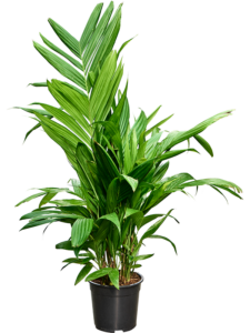 Areca triandra