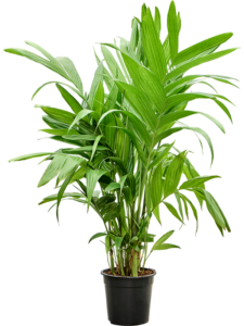 Areca triandra