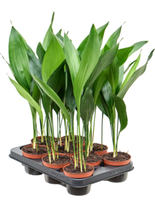 Aspidistra elatior 9/tray