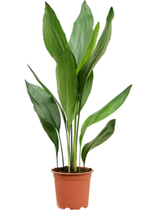 Aspidistra elatior