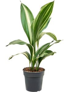 Aspidistra elatior variegata