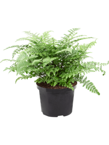 Asplenium dimorphum 'Parvati'