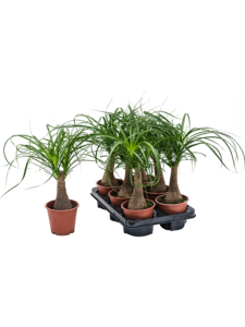 Beaucarnea recurvata 6/tray