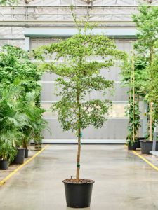 Ficus cyathistipula