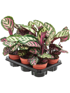 Calathea roseopicta 'Cora' 6/tray