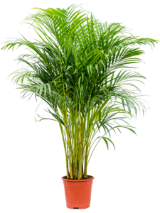 Dypsis (Areca) lutescens