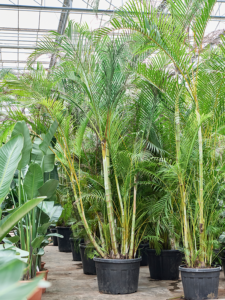 Dypsis (Areca) lutescens