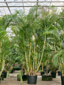 Dypsis (Areca) lutescens