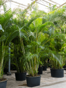 Dypsis (Areca) lutescens (450-500)