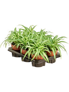 Chlorophytum comosum 'Variegatum' 6/tray