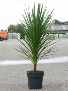 Cordyline australis 'Peko' (140-170)