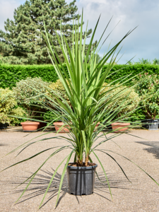 Cordyline australis