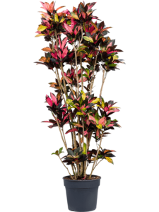 Croton (Codiaeum) variegatum 'Mrs. Iceton'