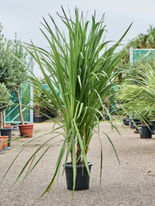 Cordyline indivisa