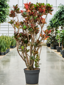 Croton (Codiaeum) variegatum 'Petra'