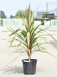 Cordyline australis 'Red Heart'