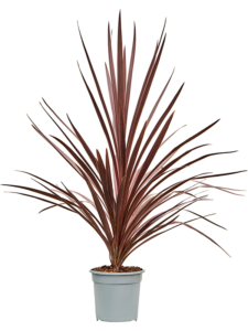 Cordyline australis 'Red Star'