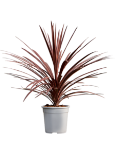 Cordyline australis 'Red Star'