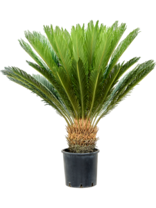 Cycas revoluta