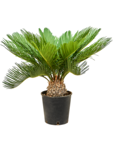 Cycas revoluta