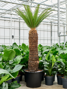 Cycas revoluta