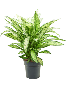 Dieffenbachia 'Vesuvius'