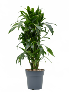 Dracaena fragrans 'Arturo'