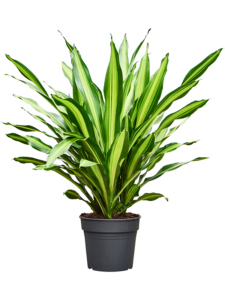 Dracaena fragrans 'Burley'