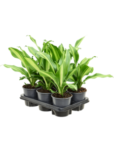 Dracaena fragrans 'Burley' 6/tray