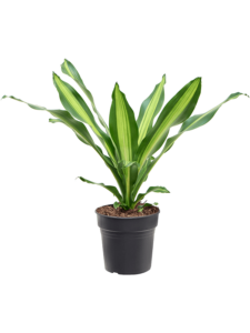 Dracaena fragrans 'Burley'