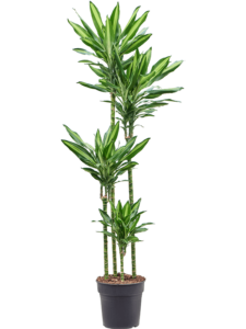 Dracaena fragrans 'Cintho'