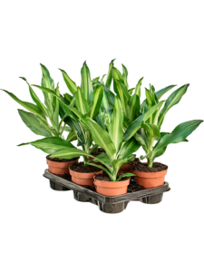 Dracaena fragrans 'Cintho' 6/tray