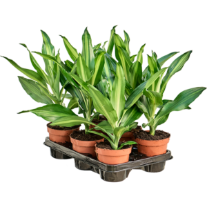 Dracaena fragrans 'Cintho' 6/tray