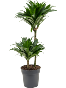 Dracaena fragrans 'Compacta'