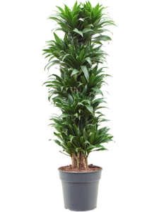 Dracaena fragrans 'Compacta'