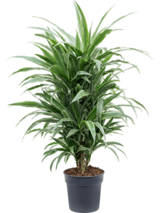 Dracaena deremensis 'Warneckei'