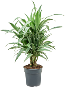 Dracaena deremensis 'Warneckei'