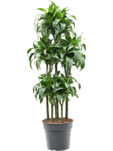 Dracaena fragrans 'Dorado'