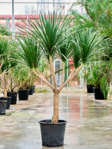 Dracaena draco 'Compact'