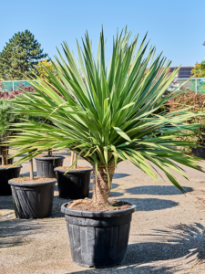 Dracaena draco 'Compact'