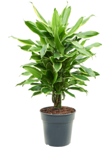 Croton (Codiaeum) variegatum 'Tamara'