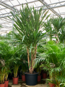 Dracaena gymea (360-420)